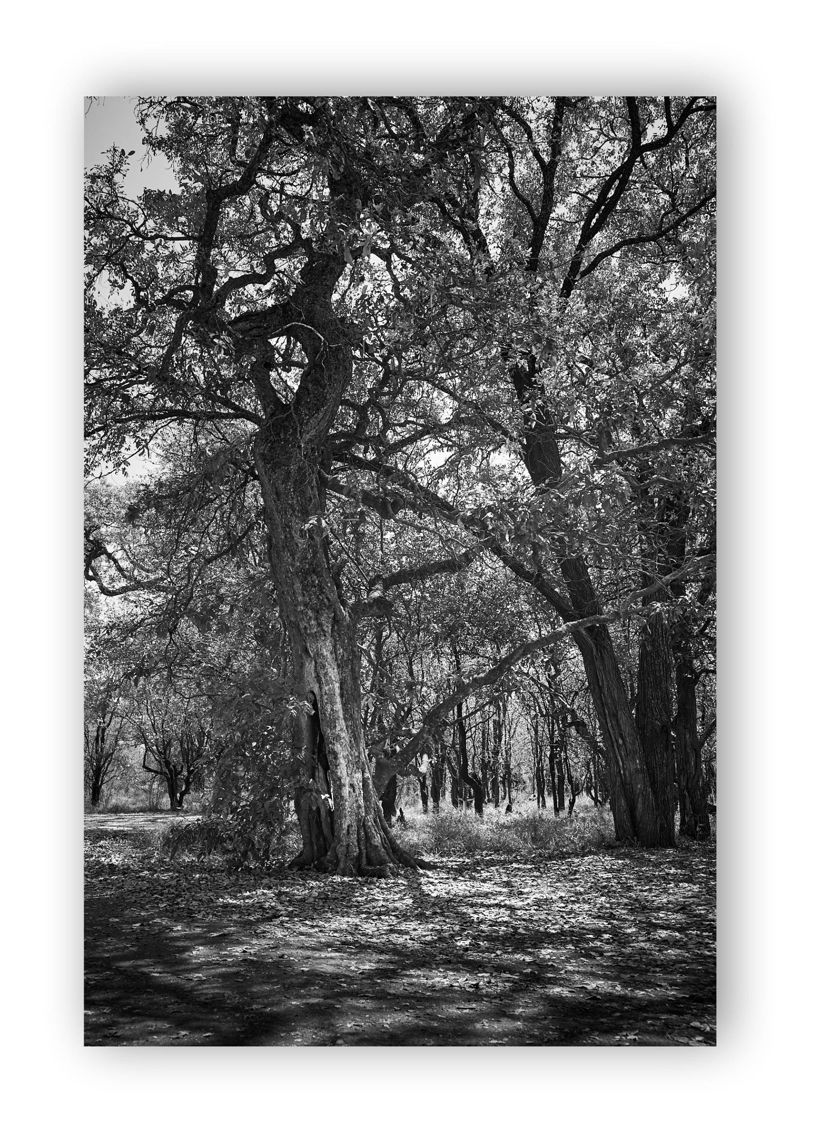 Softly lit pathway through a bush veld forest